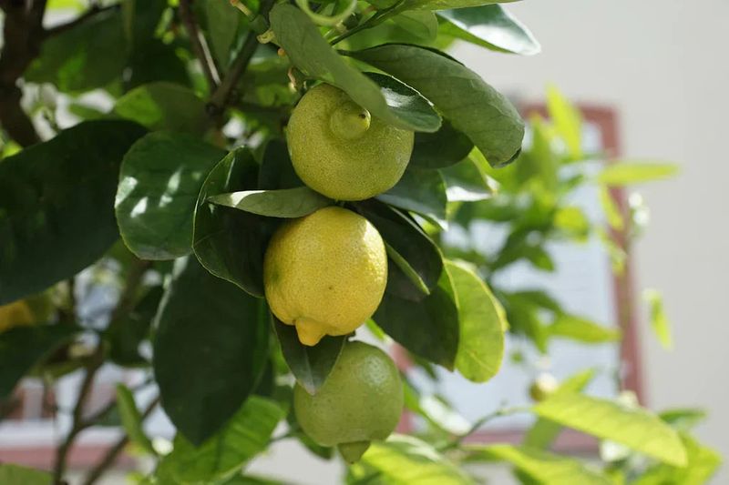 Why mild California weather can hold the yellow back
