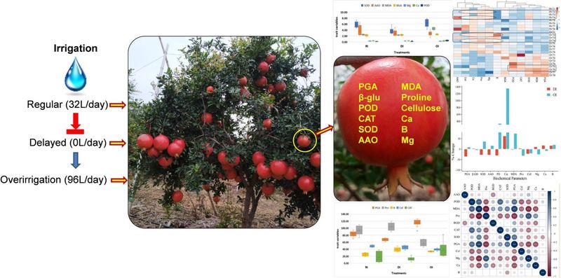 Why nearly ripe fruit can split when water returns