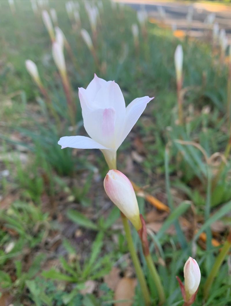 Why rain can precede a quick burst of flowers