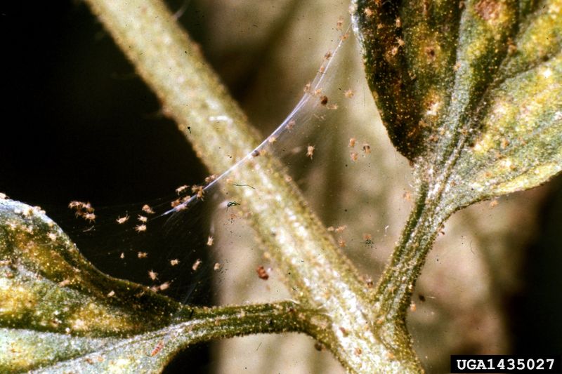Why scale and spider mites are different problems