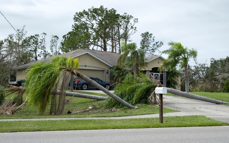 Why severe hurricane pruning can increase crown-failure risk Why severe hurricane pruning can increase crown-failure risk