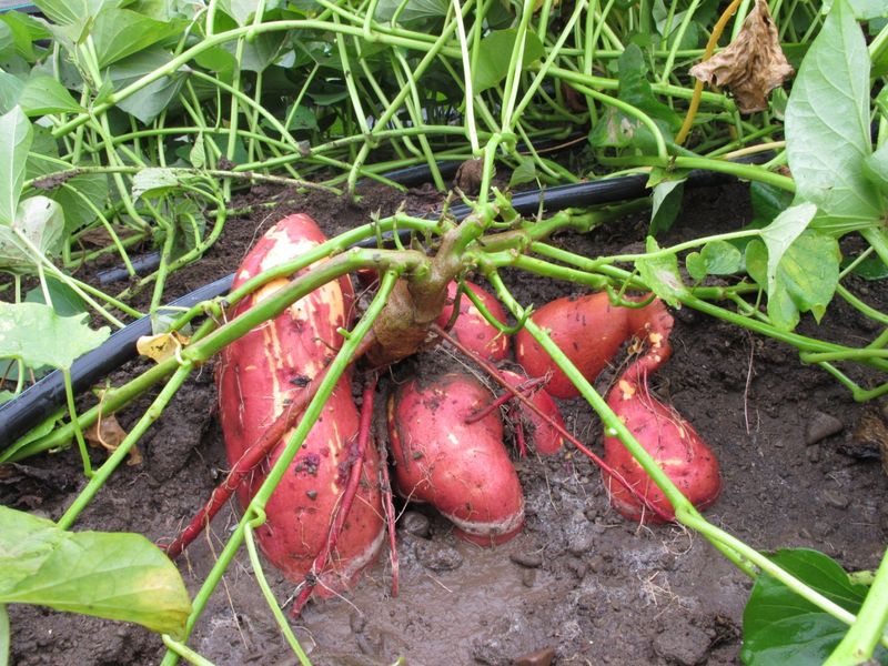 Why suitable North Carolina sites favor sweet potatoes