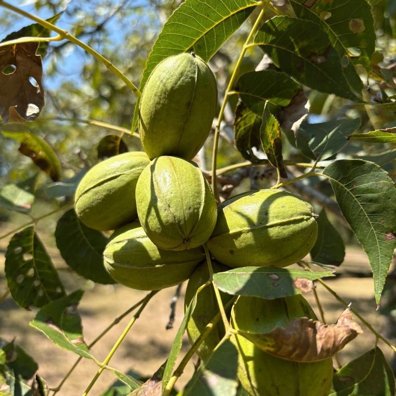 Why summer moisture deficits show up during fall filling