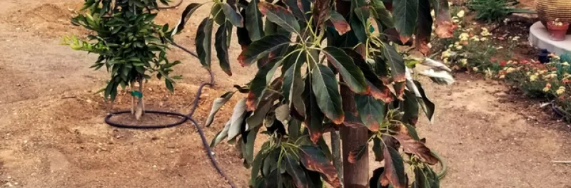Why the hottest hours make leaves sag