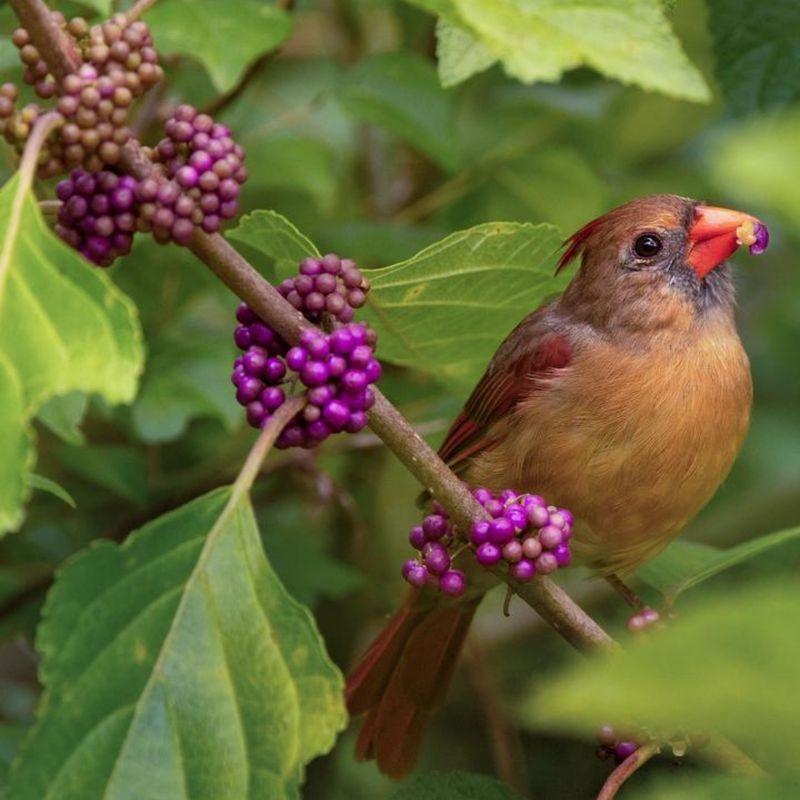 Why the purple fruit matters late in the season