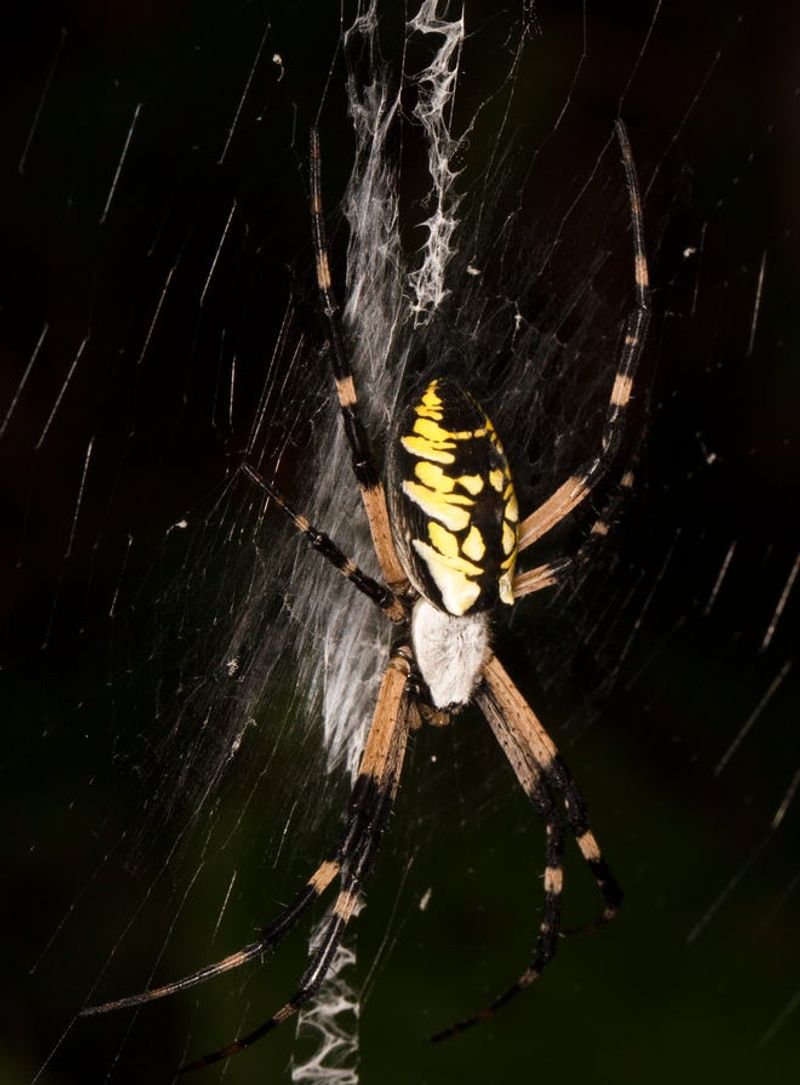 Why the spider may become noticeable in late summer