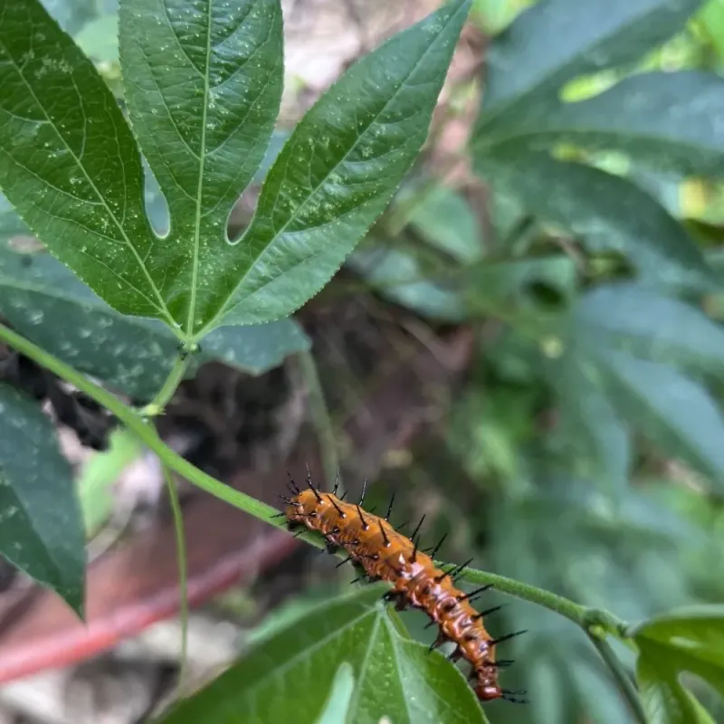 Why this fence vine hosts fritillary caterpillars