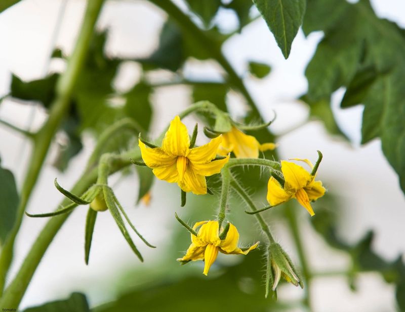 Why tomatoes can bloom without setting fruit