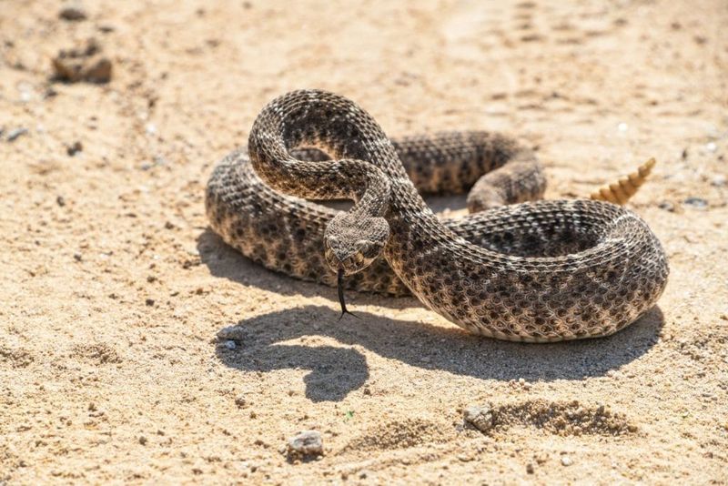 Why warmer and cooler days can change a snake’s schedule