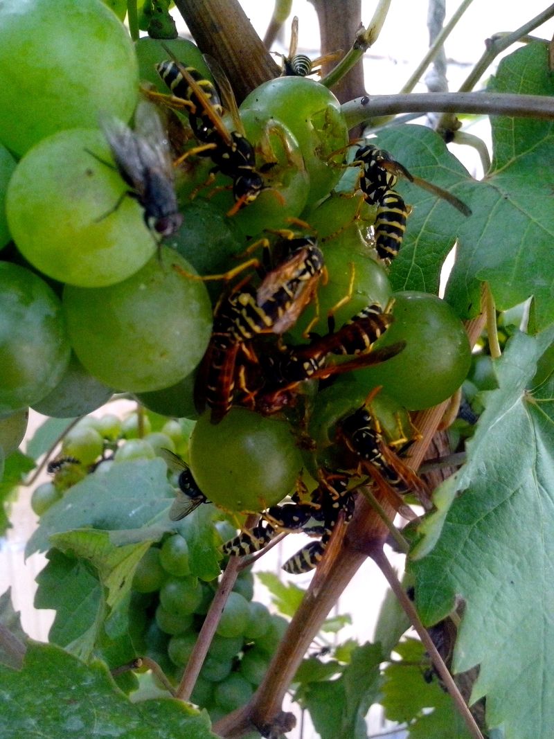 Why wasps may gather around ripening grapes