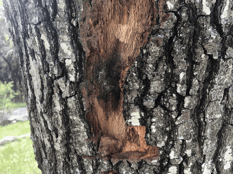 Why weakened oaks become vulnerable