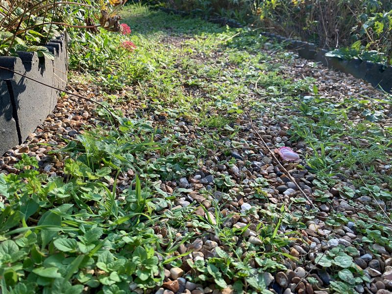 Why weeds can appear so quickly in gravel