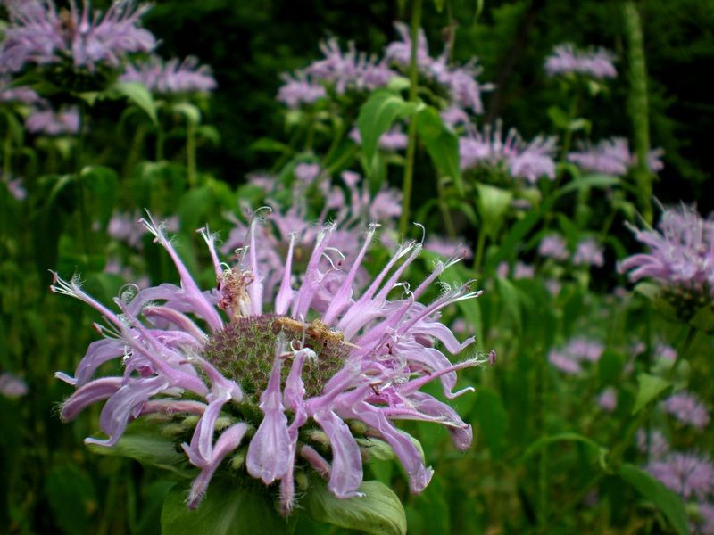 Wild Bergamot (Monarda fistulosa)