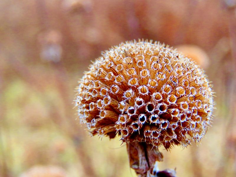 Wild Bergamot (Monarda fistulosa)