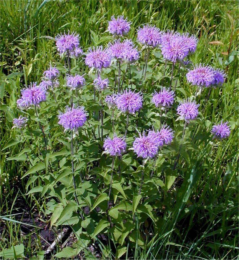 Wild Bergamot Wild Bergamot