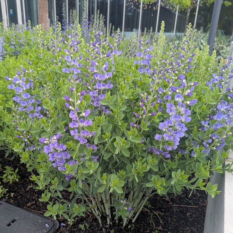Wild Blue Indigo