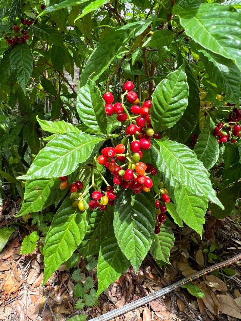 Wild Coffee Wild Coffee