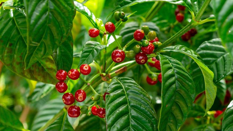 Wild Coffee