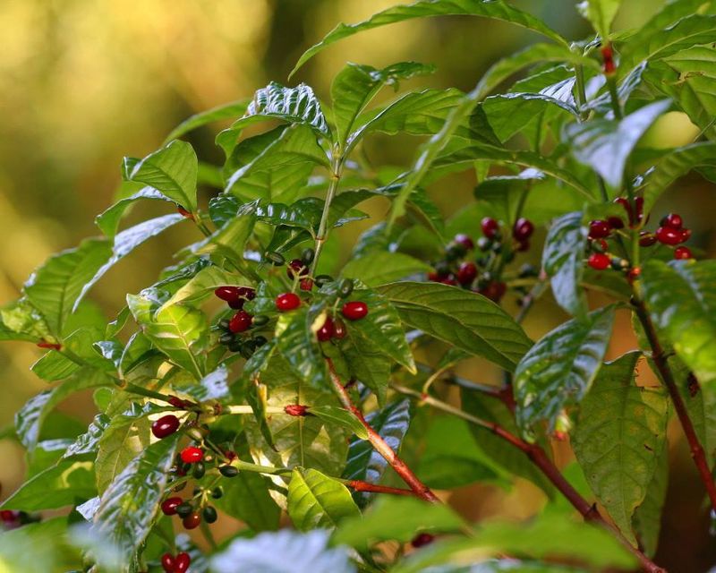 Wild Coffee Wild Coffee
