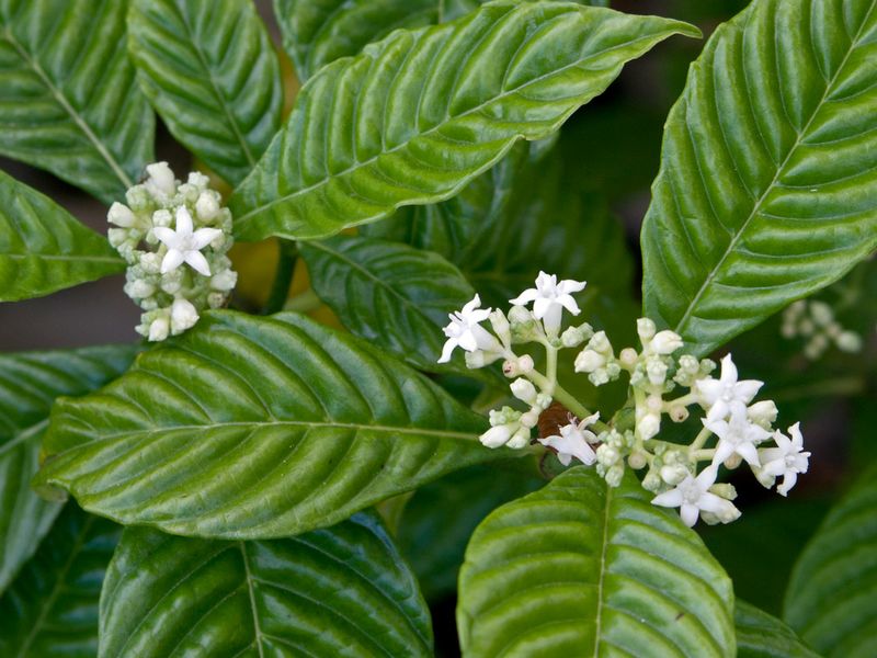 Wild Coffee