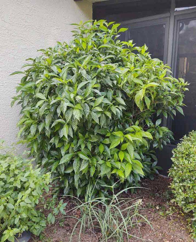 Wild Coffee