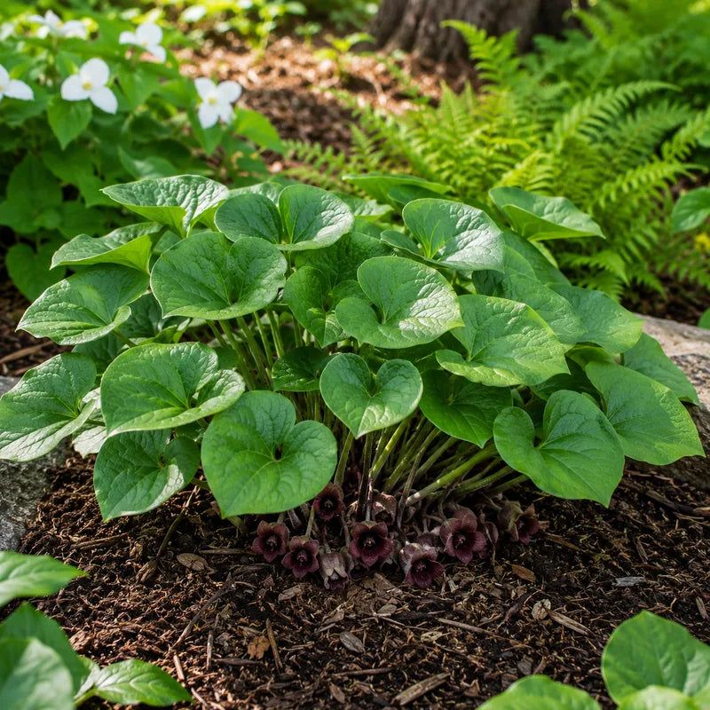 Wild Ginger (Asarum canadense)