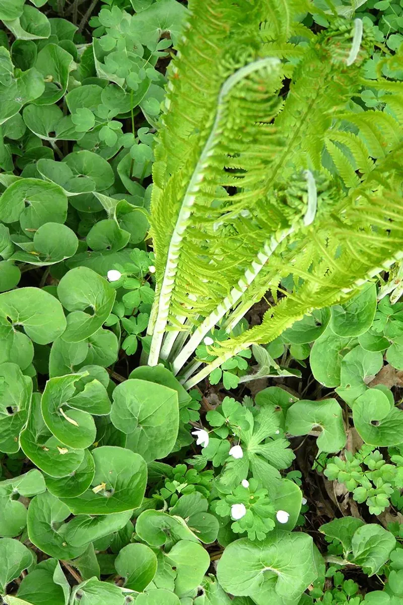 Wild Ginger (Asarum canadense)