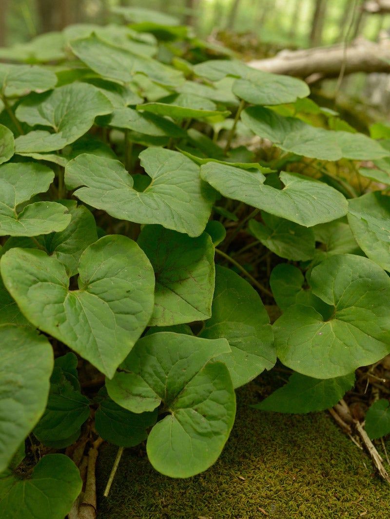 Wild Ginger