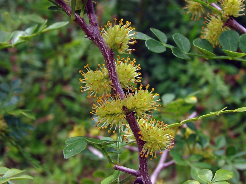 Wild Lime