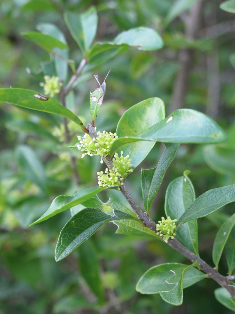 Wild Olive