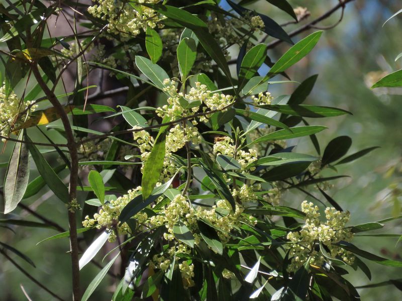Wild Olive Wild Olive