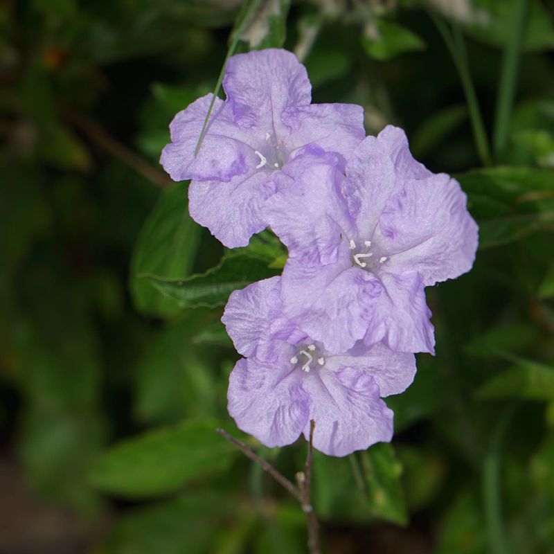 Wild Petunia