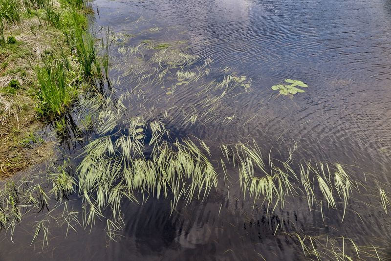 Wild Rice (Protected Varieties) Wild Rice (Protected Varieties)