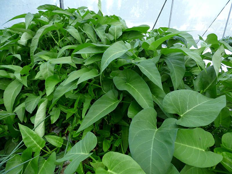 Wild Rice and Certain Aquatic Crops
