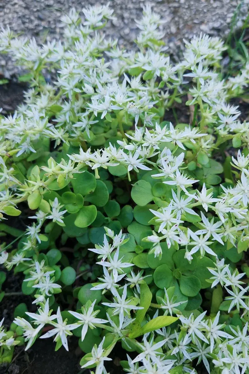 Wild Stonecrop (Sedum ternatum)