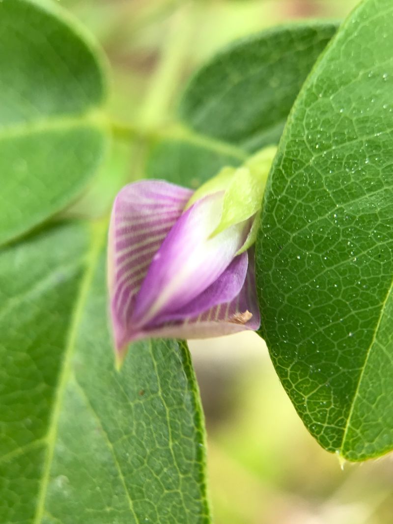Wild White Indigo Vine