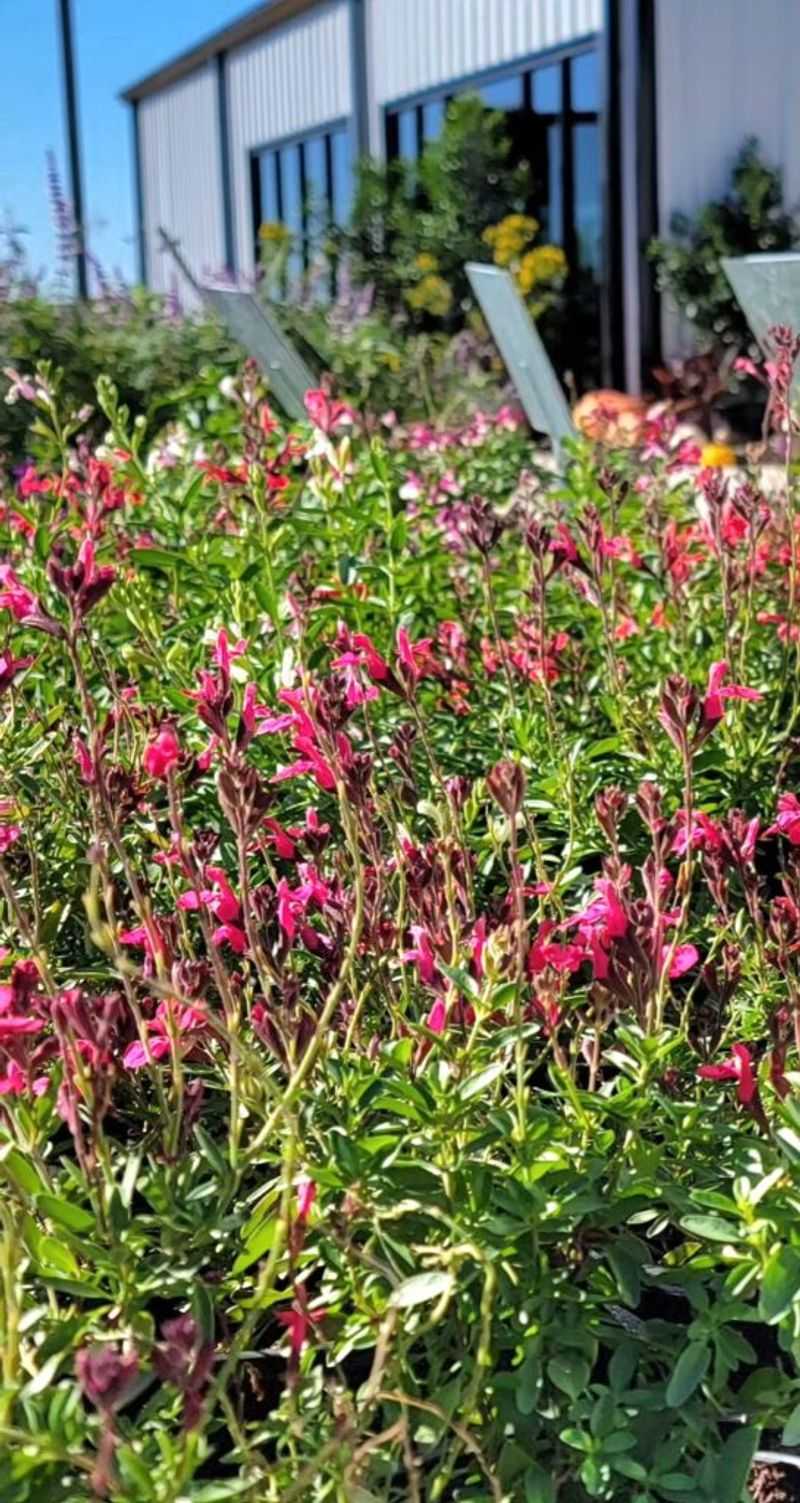 Will autumn sage fit your Texas yard?