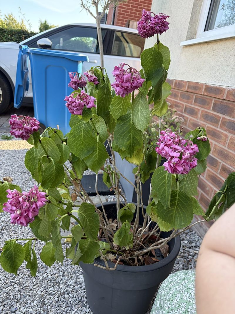 Wilting signals stress, not a single diagnosis
