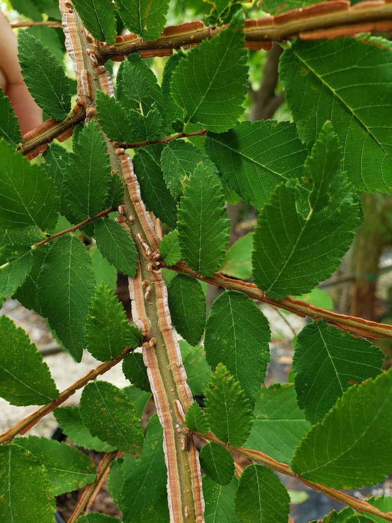 Winged Elm