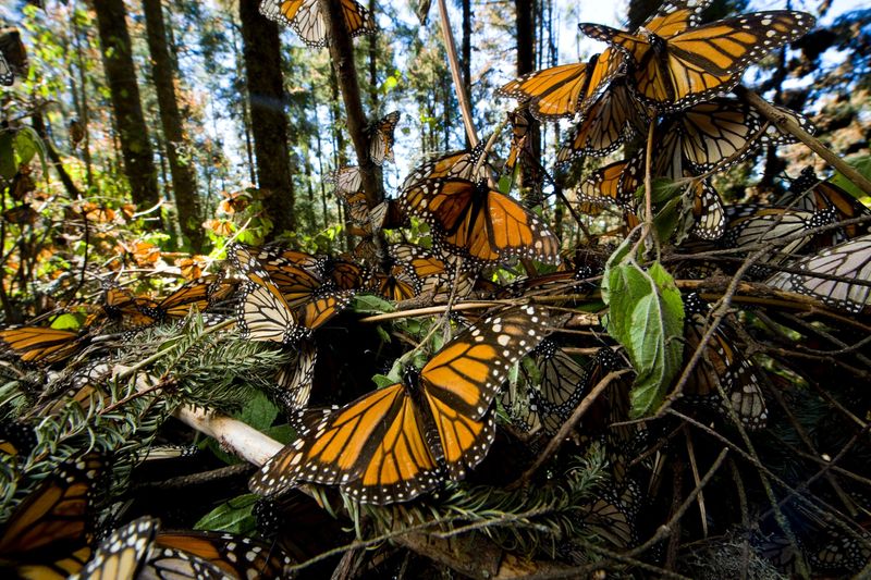 Winter Concentration Creates a Conservation Bottleneck