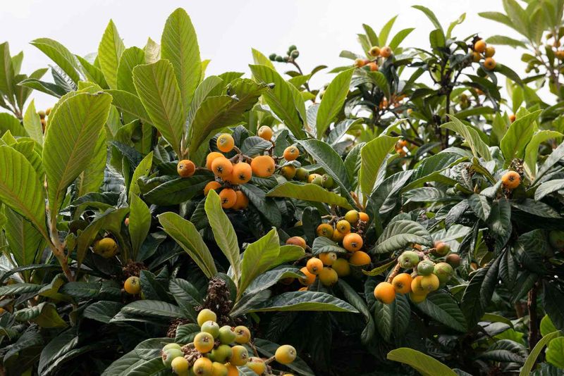 Winter flowers bring an early harvest and a real frost risk