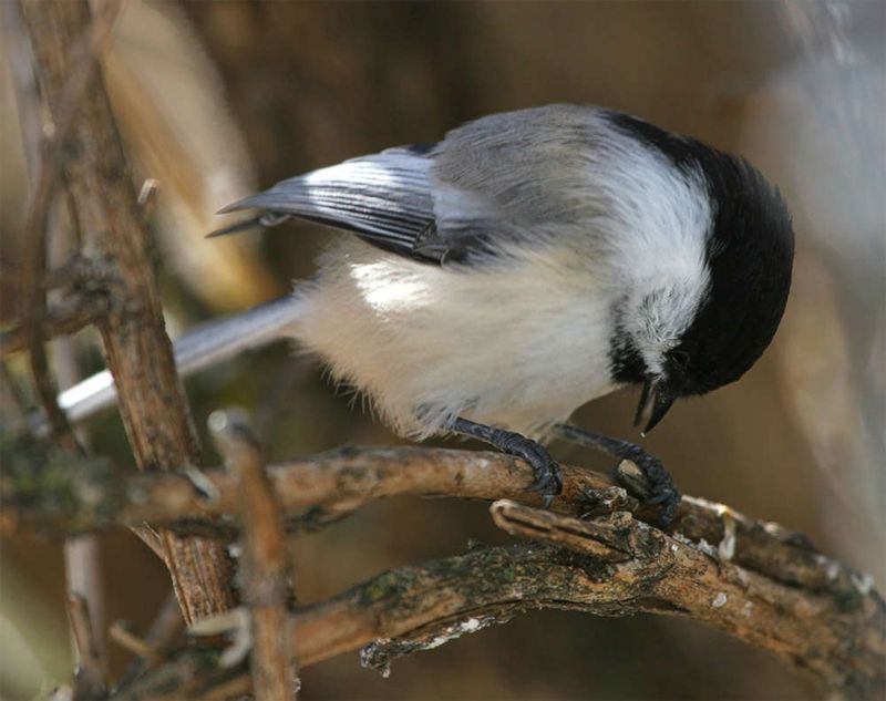 Winter food comes from more than flower seedheads