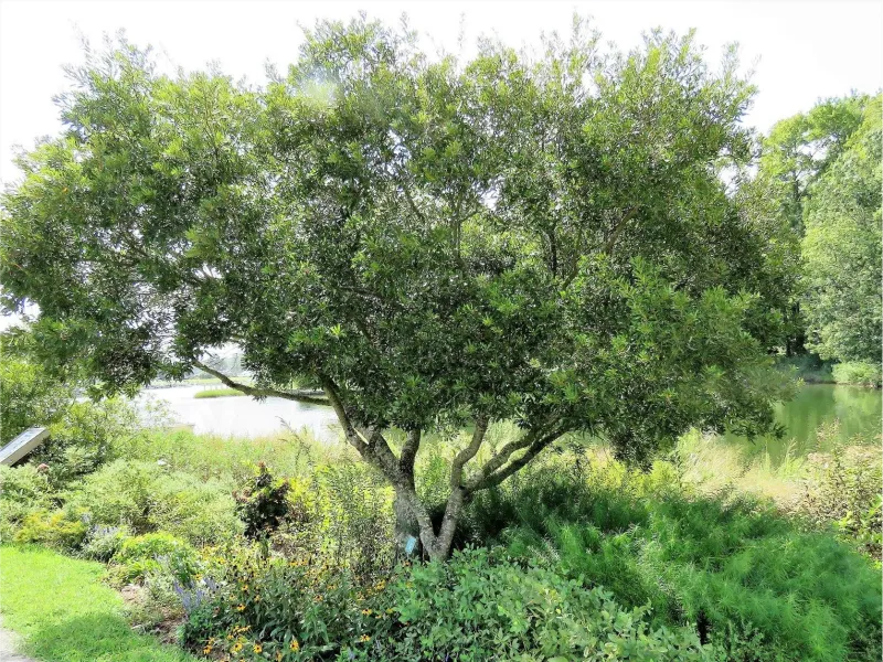 Winter leaf retention depends on conditions and location Winter leaf retention depends on conditions and location