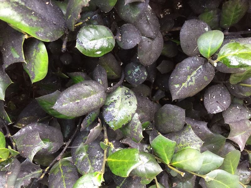 Wiping the leaf can point toward a surface coating