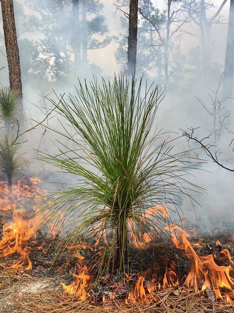 Wiregrass was one part of a fire-maintained longleaf-pine system