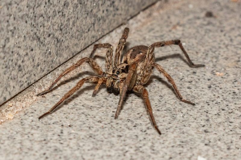 Wolf spiders hunt insects, but they do not patrol the garage