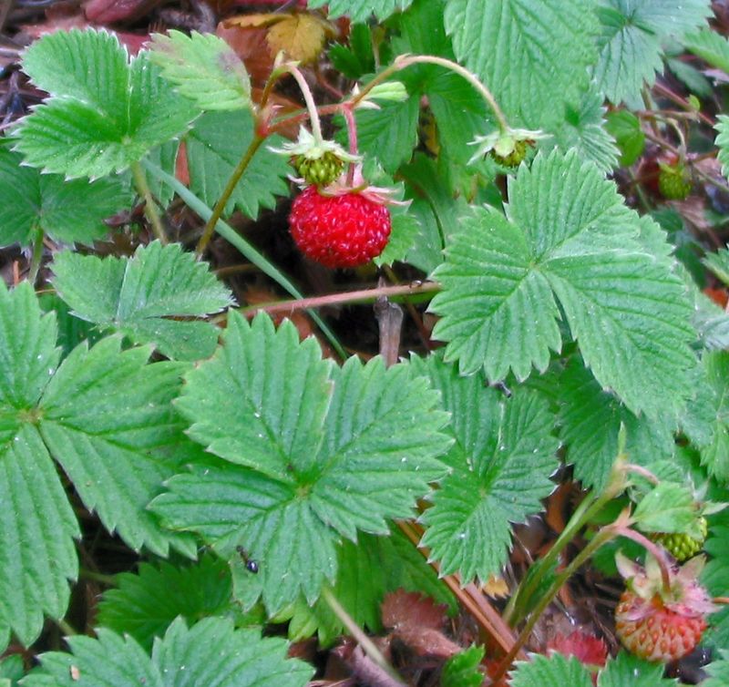 Wood Strawberry (Fragaria vesca)