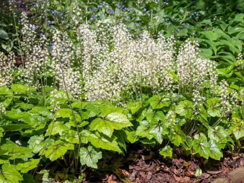 Woodland Stonecrop Alternative: Foamflower (Tiarella cordifolia)