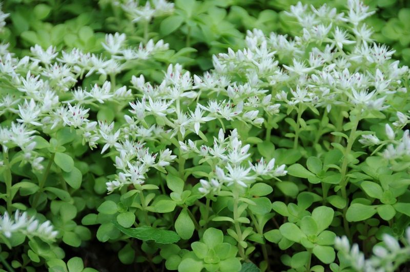 Woodland Stonecrop (Sedum ternatum)