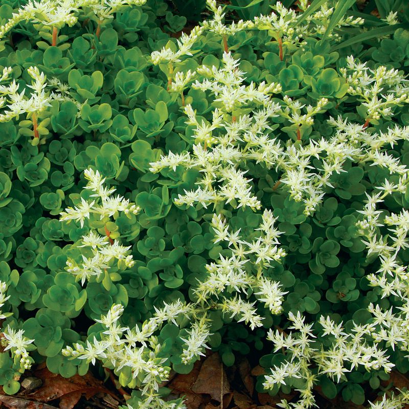 Woodland Stonecrop (Sedum ternatum)